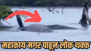 बापरे! अंदमानच्या समुद्रात दिसली २० फूट महाकाय मगर? मोठ्या अजगरालाही पाण्यात खेचून गिळू शकेल, VIDEO पाहून सर्वांनाच भरेल धडकी
