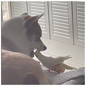 34K views · 73 reactions | How My Bird Cleans Dog Teeth | 5-Minute Crafts GIRLY | Facebook