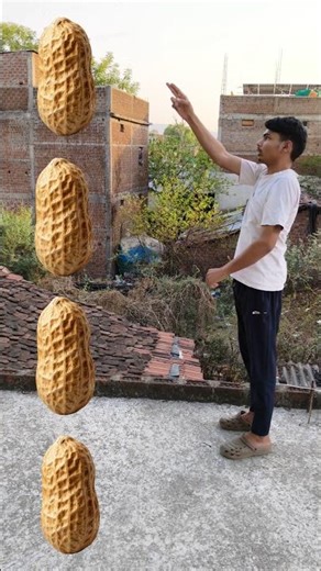 Rounding peanuts to Tiger, Lion, Horse & Elephant - Animals names magic video