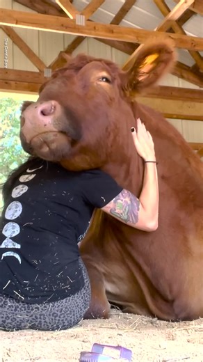 Cow Hugging Therapy at The Gentle Barn