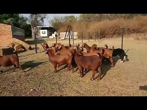 Cabras Kalahari red/ Goats red kilifi creek