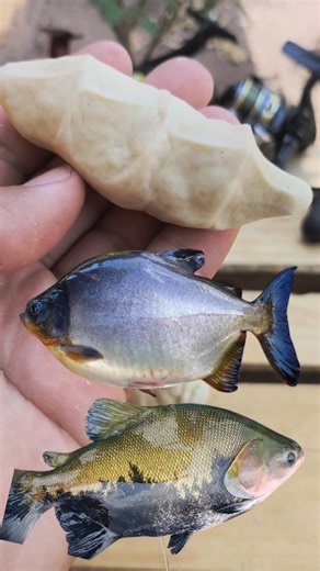 MT RÚSTICO on Instagram: "Dica de como fazer massinha branca para pesqueiro #pesca #pescaria"