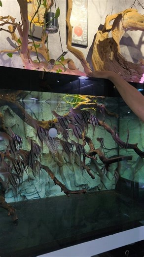 Aquality altum angel fish in Vietnam 🇻🇳 Alex #plantedaquarium #aquarium #plantedtank #craft #trendingvideos #aquascaping #paludarium #gardening | Aqua Infinity Design - AID