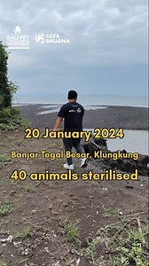 When we were asked to sterilise stray dogs in Tegal Besar vilage, Klungkung, we were surprised by the high number of dogs in the area. This village is adjacent to Siyut Beach, where we successfully sterilised 45 strays before, and we certainly encountered a large population of nearly feral dogs here as well. It's remarkable how a slight change in the treatment of these strays can create such a notable difference. Many people in Siyut care for the dogs, making them easier to capture, while at Teg