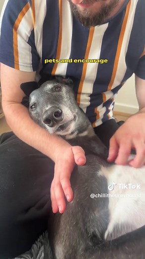 Discover the Amazing Greyhound: From Zero to 60 km/h!