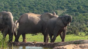 Elephants, Herd, Watering Hole. Free Stock Video