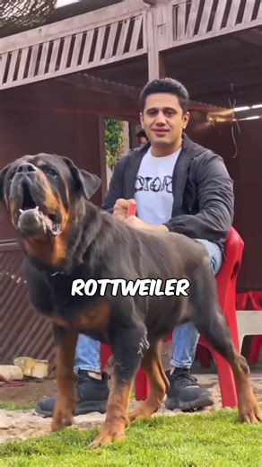 Top 3 dogs with the hardest jaws #facts #dogbreed