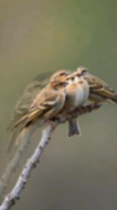 Amaging home sparrows 🥰🥰 #wildlife #nature #birds #birdwatching #sparrow #reelsfypシ Freaky Wildlife & Nature | Dream Birds