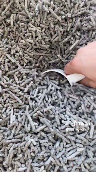 Bunny Morning Routine: Caring for Your Pet Rabbit