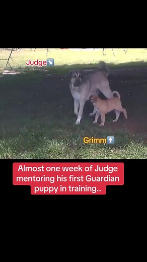 Anatolian Shepherd Judge Mentors First Guardian Puppy