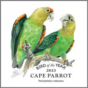 BIRD OF THE YEAR 2023 JUST LANDED! 👇 BirdLife South Africa is pleased to announce the Cape Parrot (Poicephalus robustus) as Bird of the Year for 2023. 🦜 The Cape Parrot (isiKhwenene, upholi, Hokwe, Dikgwapa, Woudpapegaai) is endemic to South Africa 🇿🇦, so it occurs nowhere else in the world. This beautiful parrot inhabits isolated patches of forest 🌳 in the Eastern Cape, KwaZulu-Natal and Limpopo provinces. Unfortunately, it is classified as Endangered, and is estimated to have a remaining 