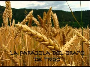 PARÁBOLA DEL GRANO DE TRIGO