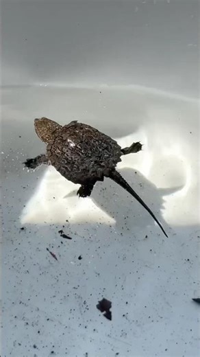 Saving a Baby Snapping Turtle from Drowning in My Pool 🐢#perfectlycute #tinytuesday