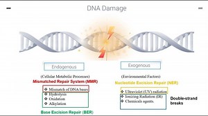 DNA Repair Mechanism – Lifeboat News: The Blog
