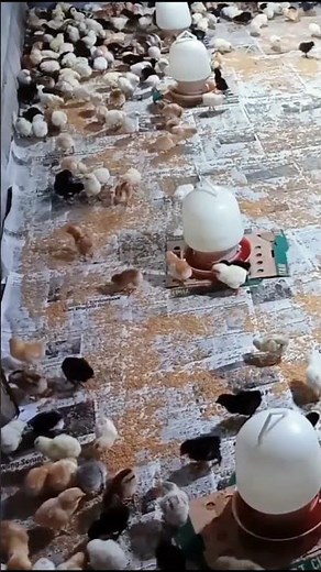 Feeding Time for 1-Day-Old Chicks