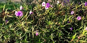 clumps of purple trumpet flower plants are beautiful and fresh and blooming in the yard of the house