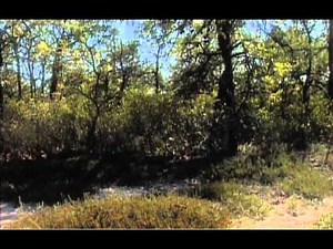 The Pine Barens of New Jersey - Ecosystem