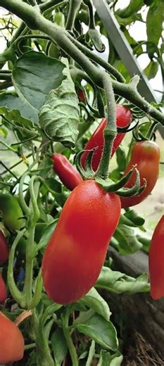De røde grøntsager. Min have. #drivhus #tomato #tomatoes #tomate #greenhouse #gewächshaus #garten