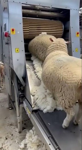 Inside the Future of Farming: The Automatic Sheep Shearing Machine 🐑⚙️