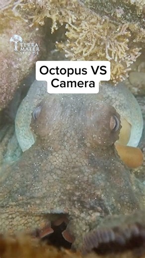 Octopus Tried to Steal My Camera!