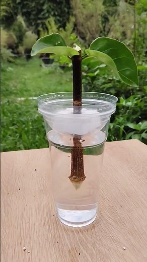 Rooting a Plant Cutting in Water 🌱 | Easy Gardening Hack