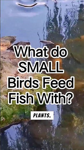 What do SMALL Birds Feed Fish With?
