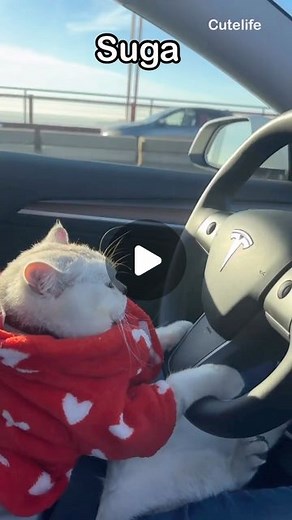 Cute Life on Instagram