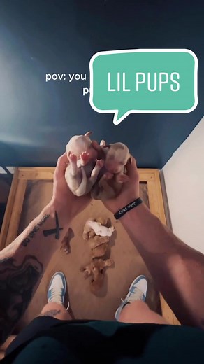 Adorable Goldendoodle Puppies in North Carolina