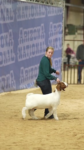 Adorable Goat Walking Compilation