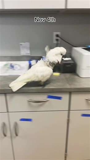 Crazy Cockatoo Singing Compilation for Serotonin Boost