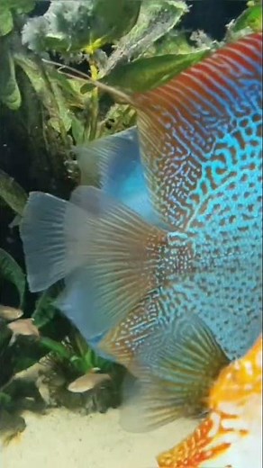 My New Discus Fish 🐟 😁