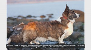 Common Health Problems in Cardigan Welsh Corgis