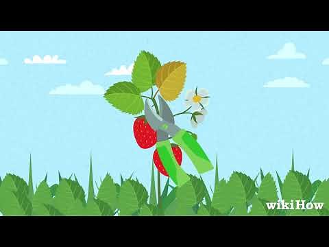 How to Prune Strawberries