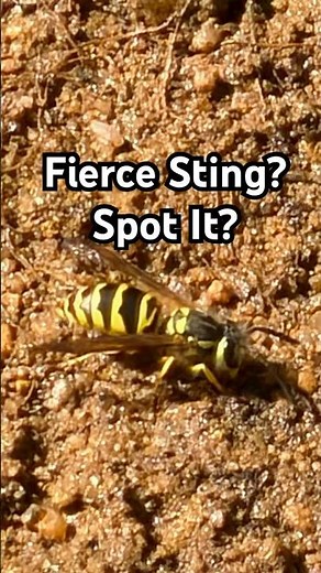 🐝 Hidden in Nature: Yellow Jacket’s Fierce Sting – Did You Spot?