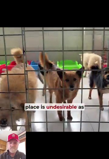 35 reactions · 14 shares | Unethical Dog breeding practices. #dogbreeder #dogbreeding #dog #puppies #americanbulldog #bullybreeder #americanbullybreeder #breeder #dogboarding #dogrescuers #dogaggressiontraining #dogtrainingadvice #dogabandoned #puppycare #puppylove #buypuppy #novemberchallenge #rainydayactivities #rainydayvibes | Jonathan Cox | Facebook