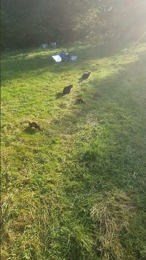 weasel ferrets vs cats