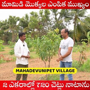 మామిడి మొక్కల ఎంపిక ముఖ్యం 2 ఎకరాల్లో 720 మొక్కలు నాటాను #rythubadi #agriculture #Mango Plantation | తెలుగు రైతుబడి