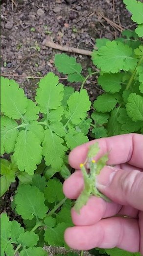 Discover Celandine or Wart Herb!