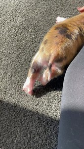 When you hit a patch of sun and fall asleep before you can finish lying down | Brookby Heights International