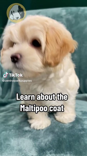 Understanding Maltipoo Coat Types and Allergies: A Comprehensive Guide