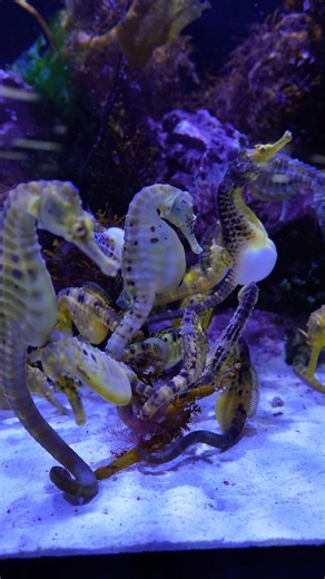 3.7K views · 40 reactions | Pot-Bellied Seahorses in stock✨ Australia’s largest seahorse species, slow-moving, ridiculously charming, and surprisingly interactive once they settle in. If you’ve been waiting for a pair, now’s the time to come have a look. ➡ https://www.natureaquariums.com.au/products/pot-bellied-seahorse-vic-native?_pos=1&_psq=pot+bel&_ss=e&_v=1.0 #potbelliedseahorse #seahorse #aquarium #marinetank #fishkeeping | Nature Pets & Aquariums | Facebook