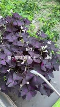 寝坊？上等！65鉢あっても水やりはスタメンだけ🌿なちこの独断と偏見シリーズ#1 #観葉植物 #水やり #腰水