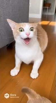 FUNNIEST CAT REACTION TO A PUPPY EVER 😱🐱