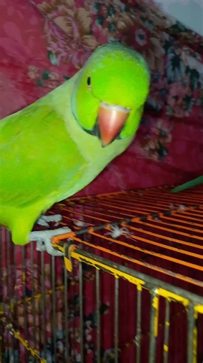 Parrot Talking: Cute Bird Mimics Phrases