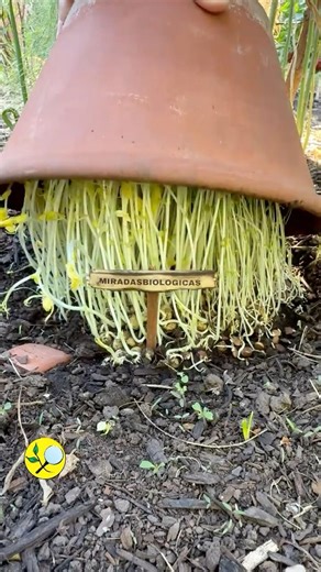 Lentil Sprouts | Another Easy and Fast Way