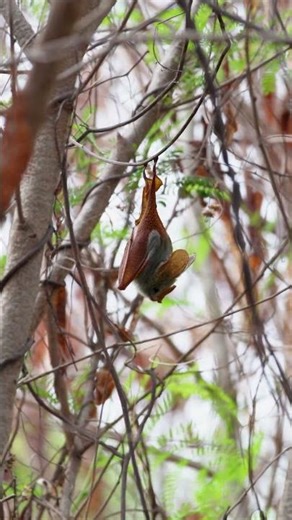 Bat. Short video 4K-UHD Birds Photography | Wild Video | Wildlife Animals.