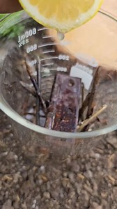 4.9K views | #viralvideoシ #viralreelsfacebook #plantmo #planthack #houseplant #trandingreels #viralreelschallenge #plants #plantsmakepeoplehappy | Dr. Plants | Facebook