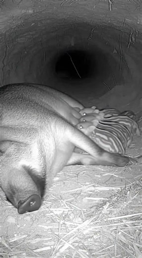 Surprise python attack #funny #animals #wildlife