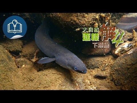 【大自然逐樣解4 - 大自然5分鐘】第7集《下游魚》