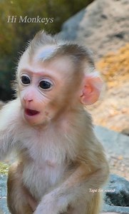 Cute baby Lily | Hi Monkeys